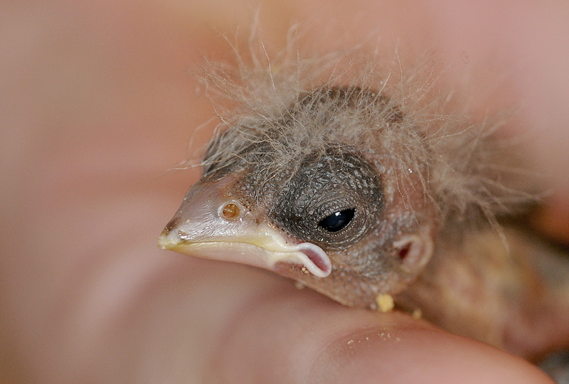 Tiere Vogel Nestling D31_6136 Kopie.jpg   26.04.jpg